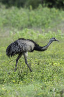 Image of Common Rhea