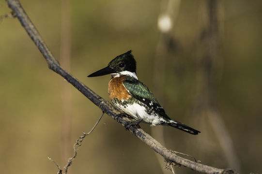 Image of Green Kingfisher