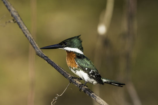 Image of Green Kingfisher