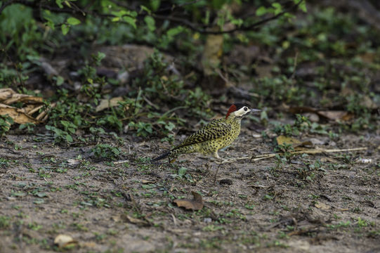 Image of Green-barred Woodpecker