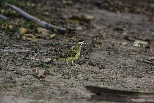 Image of Green-barred Woodpecker