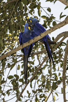 Image of Hyacinth Macaw