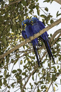Image of Hyacinth Macaw