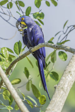 Image of Hyacinth Macaw