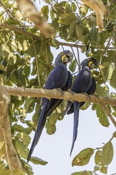 Image of Hyacinth Macaw