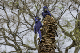 Image of Hyacinth Macaw