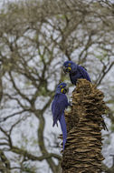 Image of Hyacinth Macaw