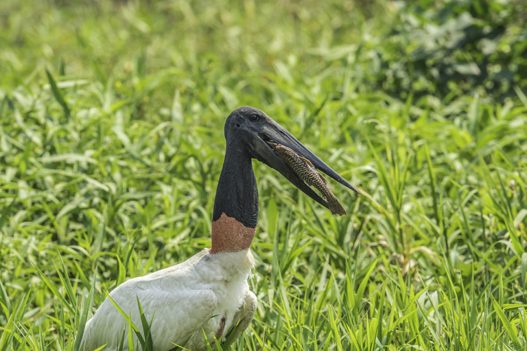 Image of Jabiru stork