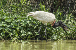 Image of Jabiru stork