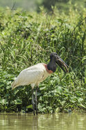 Image of Jabiru stork