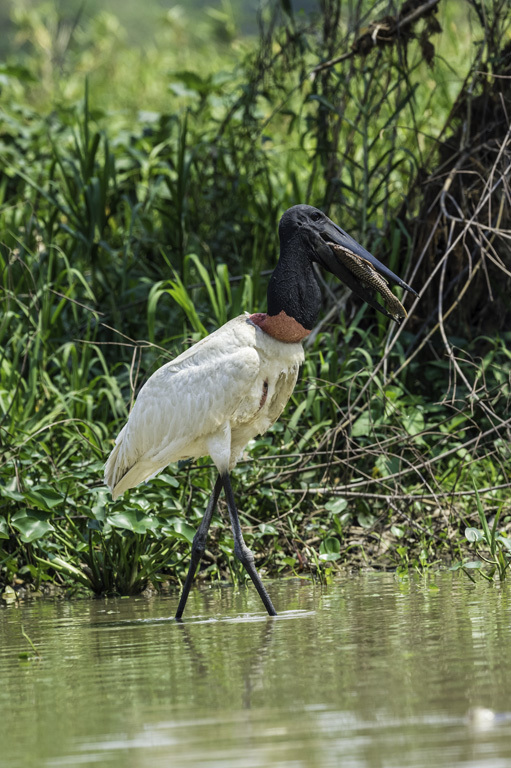 Image of Jabiru stork