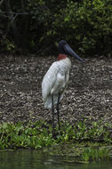 Image of Jabiru stork