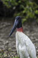 Image of Jabiru stork