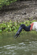 Image of Jabiru stork