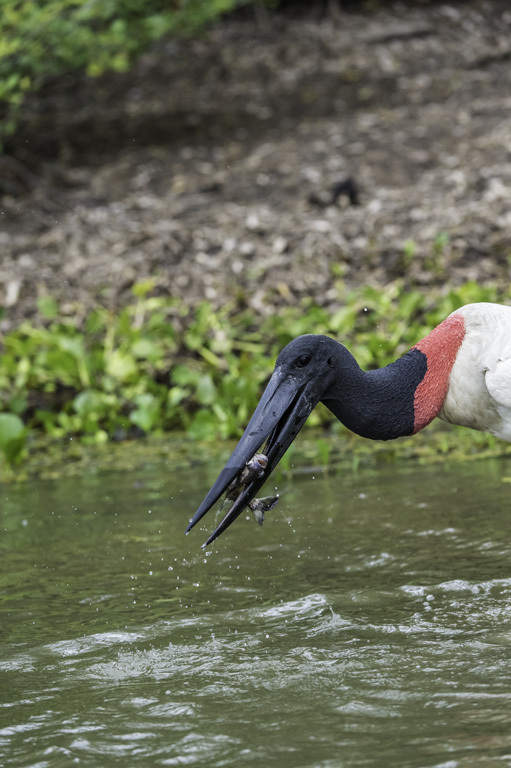 Image de Jabiru d'Amérique