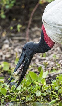 Image of Jabiru stork