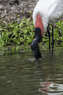 Image de Jabiru d'Amérique