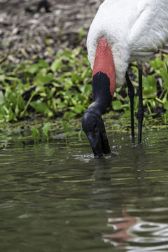 Image of Jabiru stork