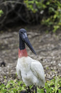 Image de Jabiru d'Amérique