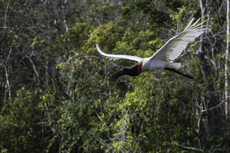 Image of Jabiru stork