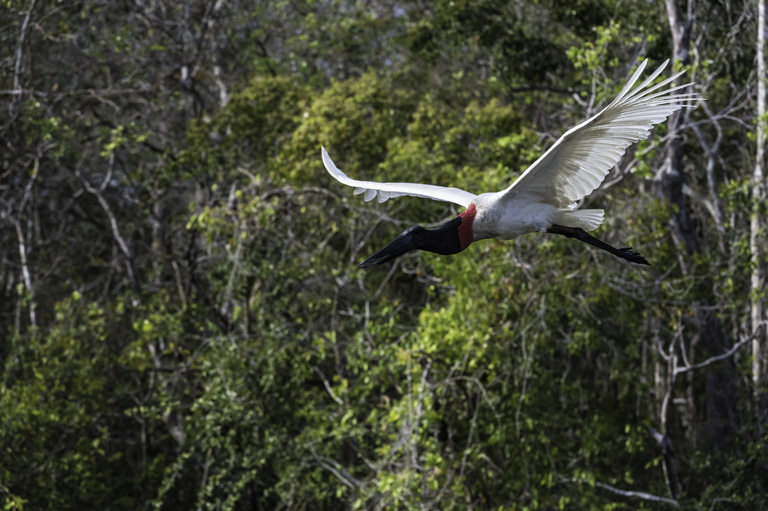 Image de Jabiru d'Amérique