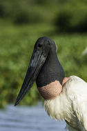 Image of Jabiru stork