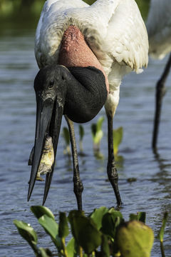 Image of Jabiru stork