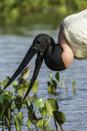 Image of Jabiru stork