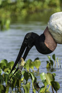 Image de Jabiru d'Amérique