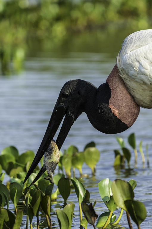 Image of Jabiru stork