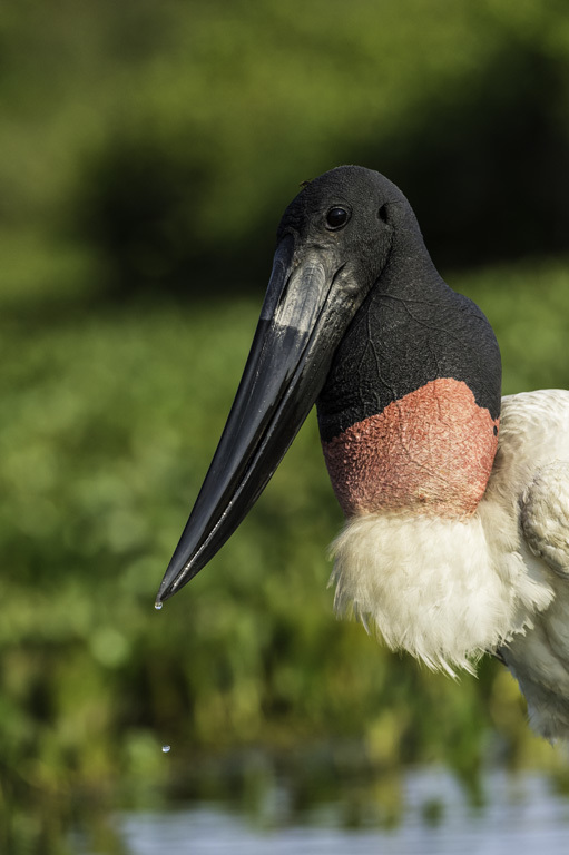 Image of Jabiru stork