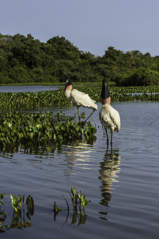 Image of Jabiru stork