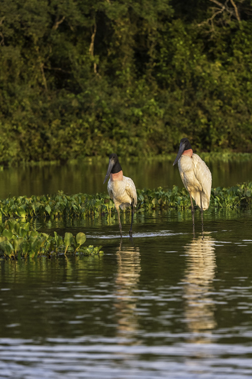 Image of Jabiru stork