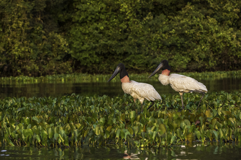 Image de Jabiru d'Amérique