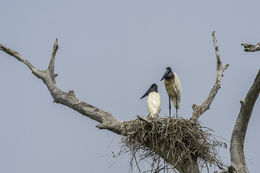 Image de Jabiru d'Amérique