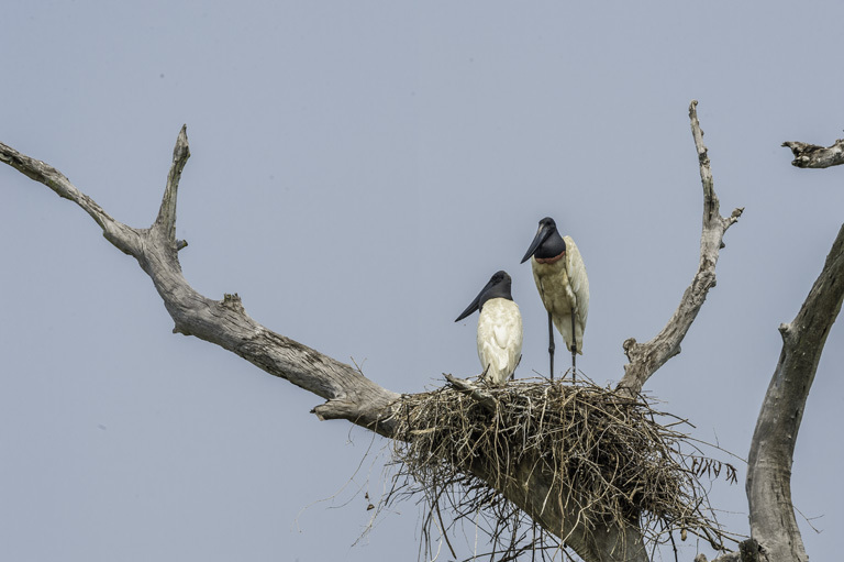 Image of Jabiru stork