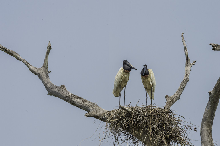 Image de Jabiru d'Amérique