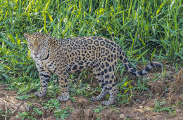 Image of Jaguar