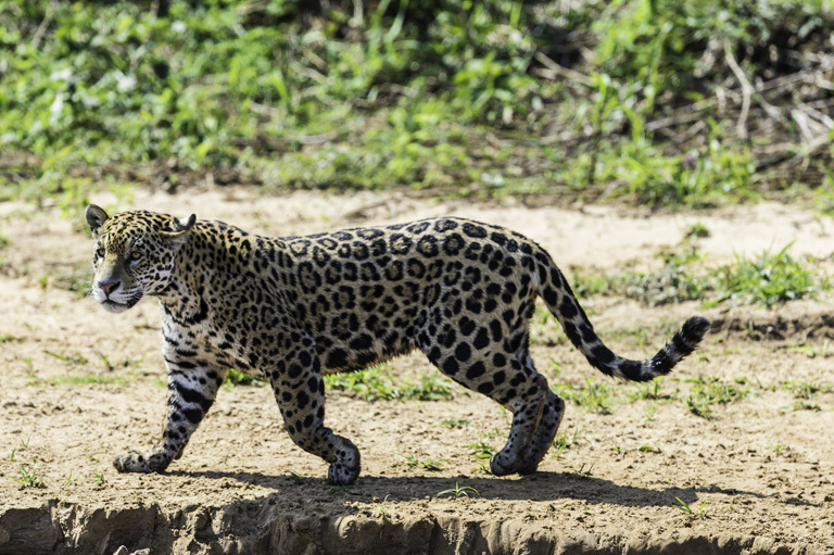 Image of Jaguar