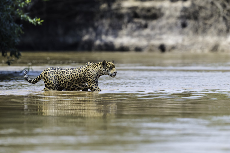 Image of Jaguar