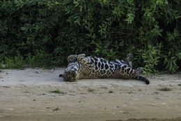 Image of Jaguar