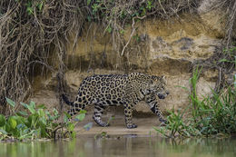 Image of Jaguar