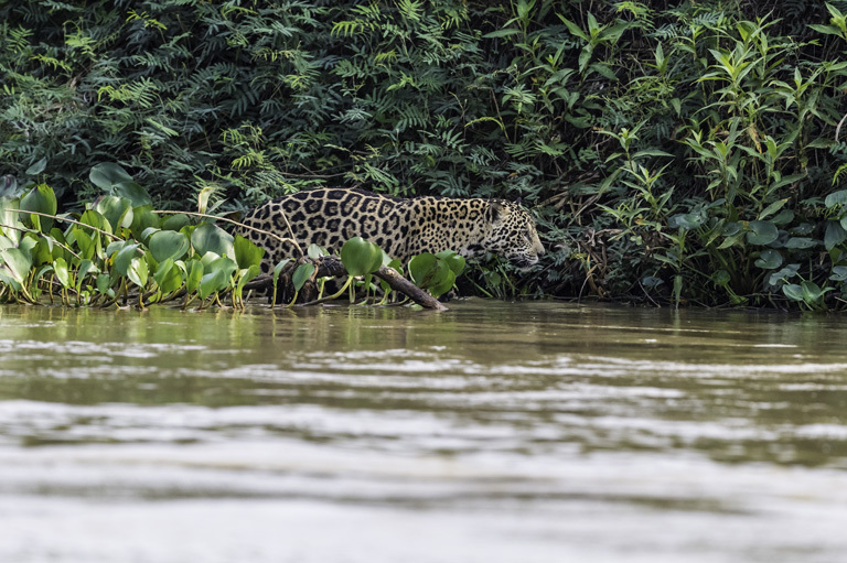 Image of Jaguar