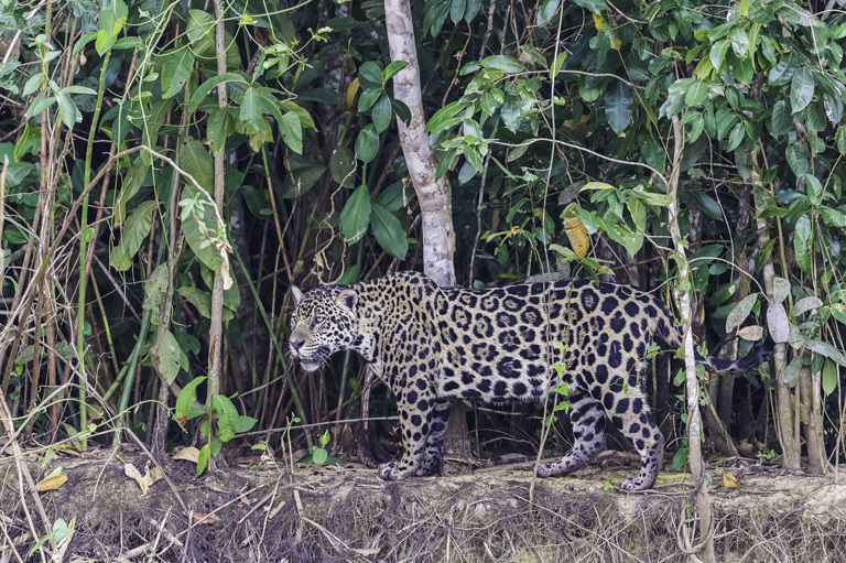 Image of Jaguar