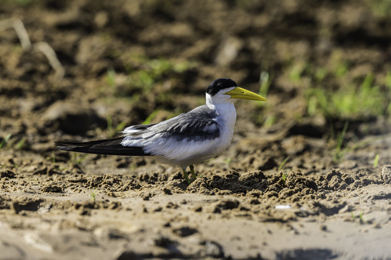 Image of Large-billed Tern