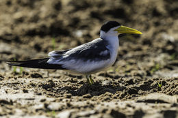 Image of Large-billed Tern