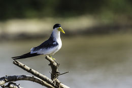 Image of Large-billed Tern