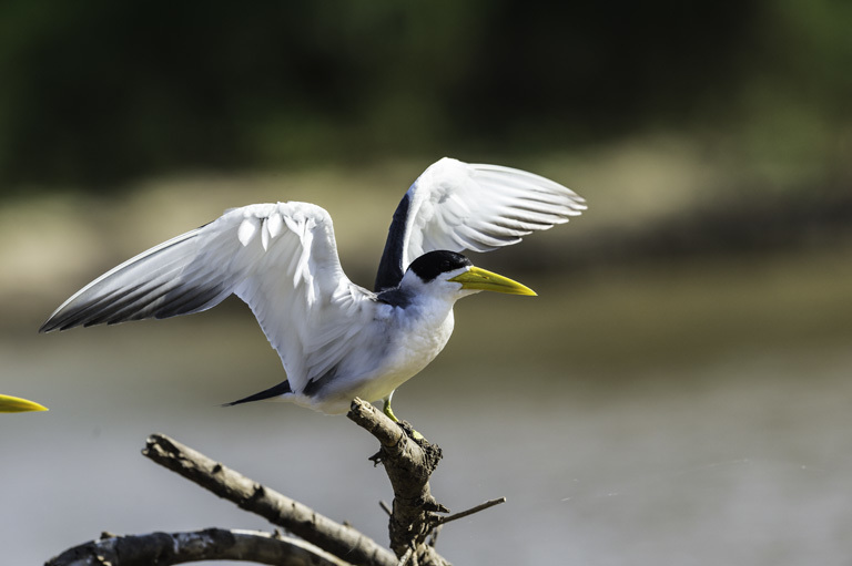 Image of Large-billed Tern