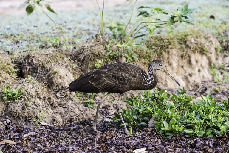 Image of Limpkin