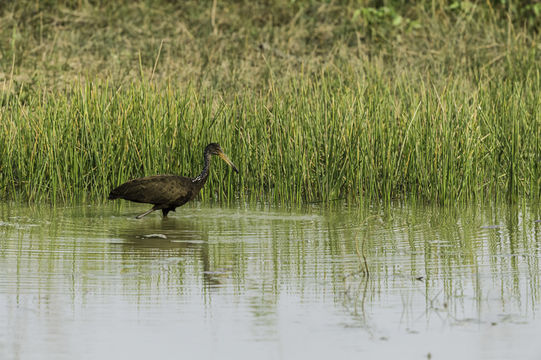 Image of Limpkin